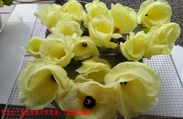 金花葵烘干機